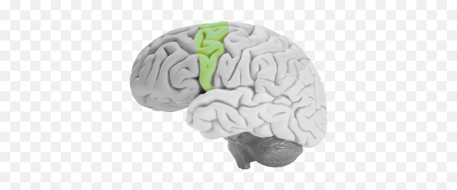 Brain Injury - Brain Emoji,Frontal Lobe Emotion