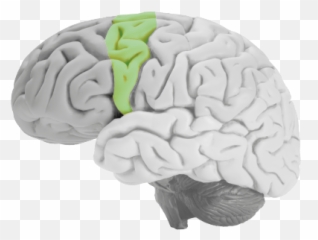 Brain Injury - Brain Emoji,Frontal Lobe Emotion