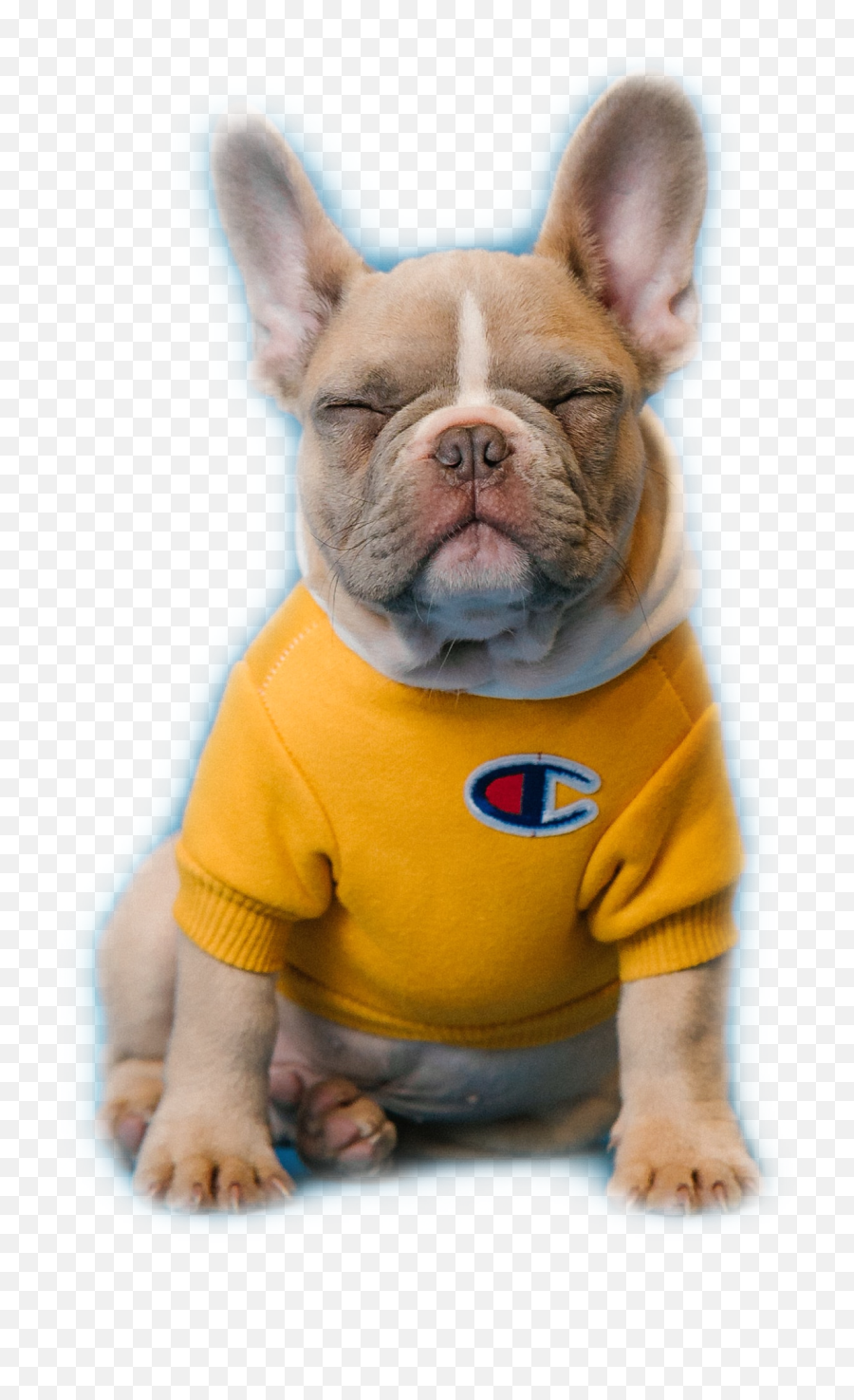 The Most Edited Puppylover Picsart Emoji,Emoticon French Bulldog