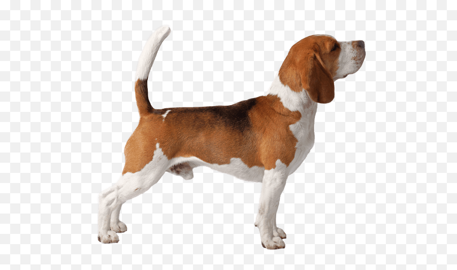 Beagle Dog Breed Facts And Information - Wag Dog Walking Beagle Walking Emoji,Dog Tail Emotions