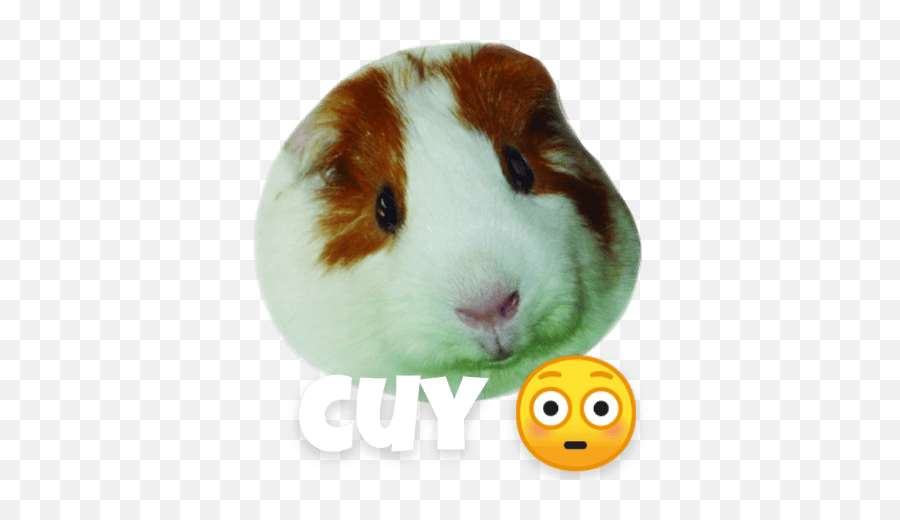 Melodys - Soft Emoji,Guinea Pig Emoticon