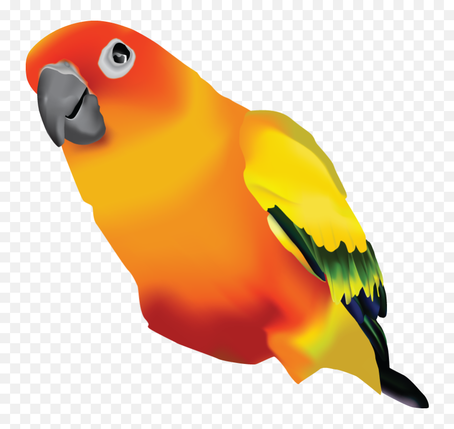 Parakeet - Clip Art Library Sun Conure Png Emoji,Parakeet Emoji