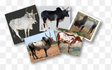 My Oyster - Zebu Emoji,Guess The Emoji Money And Cow