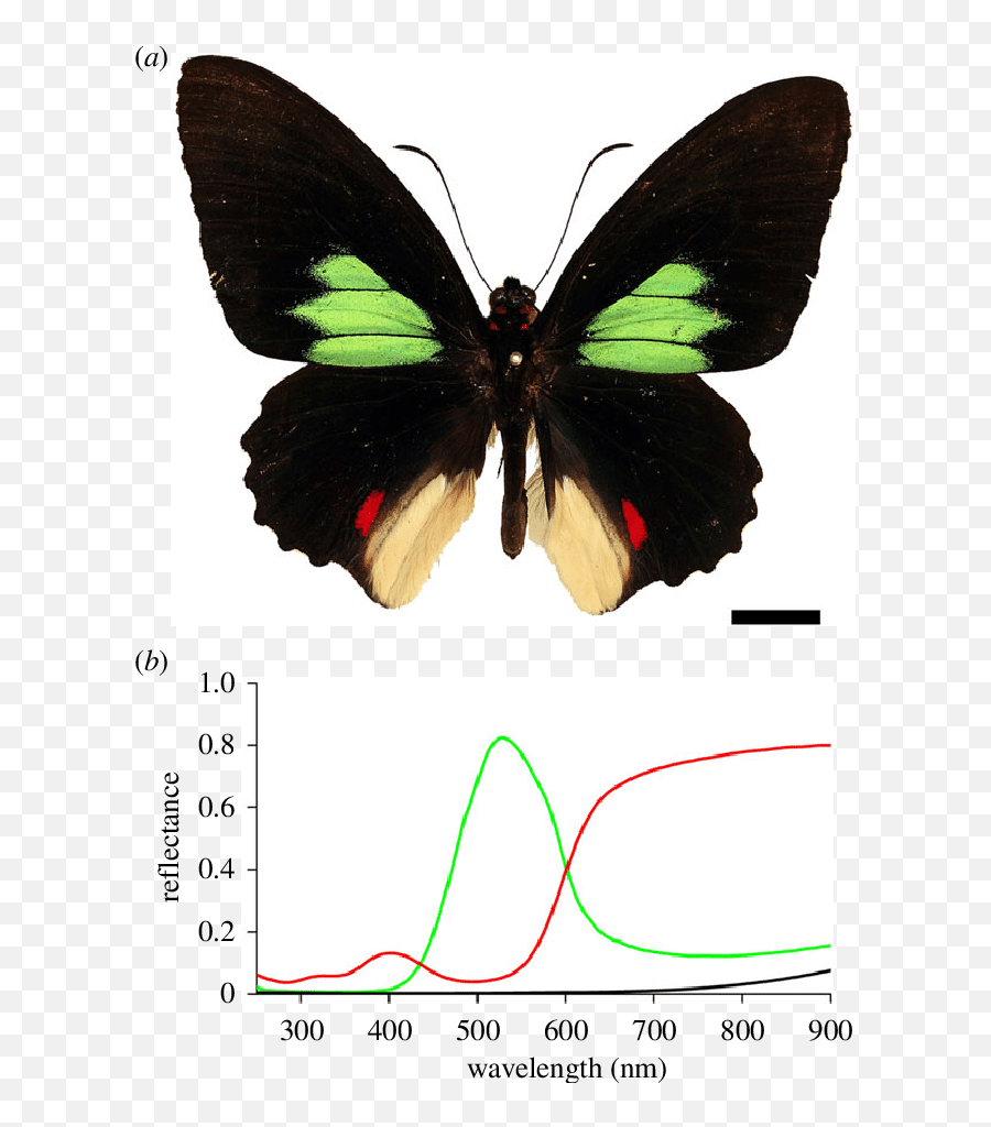 Emerald - Patched Cattleheart Parides Sesostris A Parides Sesostris Emoji,How Does Emerald Left Green Affect Emotions