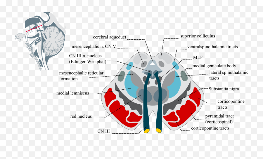 Scienze Biologiche - Nucleus Ruber Substantia Nigra Emoji,Biological Aspect Of Emotions And Diseases