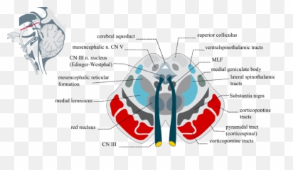 Scienze Biologiche - Nucleus Ruber Substantia Nigra Emoji,Biological Aspect Of Emotions And Diseases