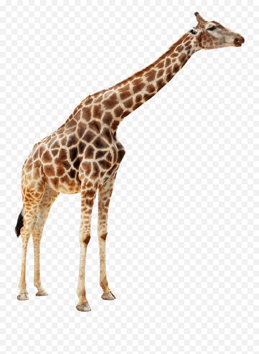 Free Transparent Giraffe Png Download - Transparent Animals No Background Emoji,Giraffe Emoticon