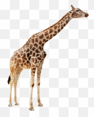 Free Transparent Giraffe Png Download - Transparent Animals No Background Emoji,Giraffe Emoticon