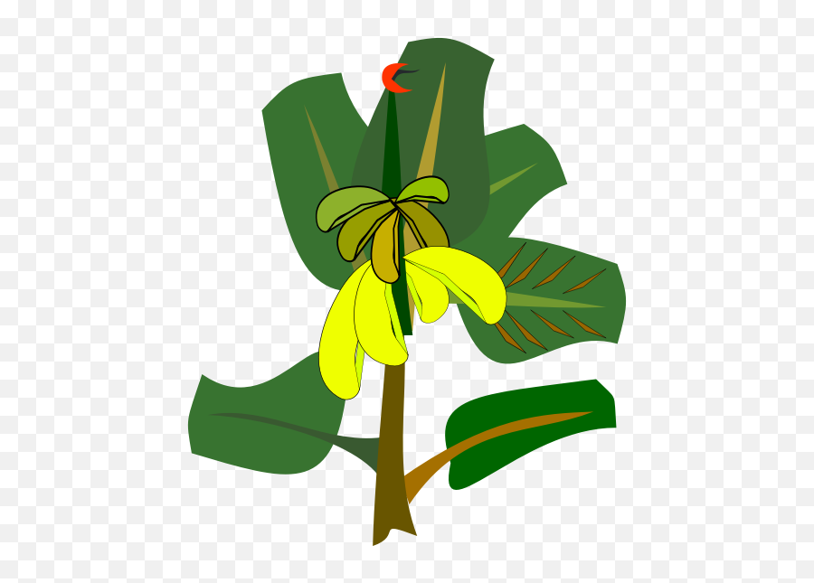 Banana Tree With Ripe Fruits Vector Illustration Free Svg Emoji,Banana Peel Emoticon