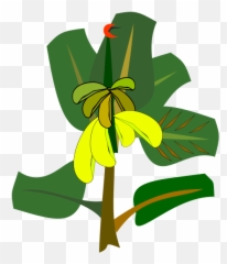 Banana Tree With Ripe Fruits Vector Illustration Free Svg Emoji,Banana Peel Emoticon
