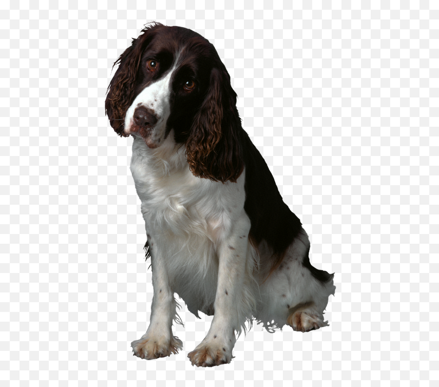 Beautiful Dog Transparent Png Images - Yourpngcom Emoji,Cocker Spaniel Emojis For Messenger