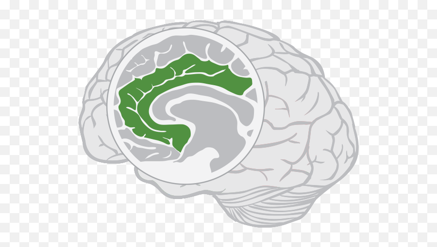 Limbic Lobe - Brain Emoji,Frontal Lobe Emotion