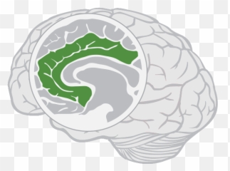 Limbic Lobe - Brain Emoji,Frontal Lobe Emotion