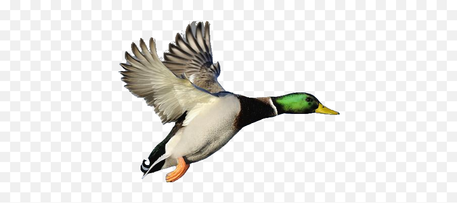 Mallard Duck Clipart Black And White - Flying Duck Png Emoji,Duck Emoji Pillow
