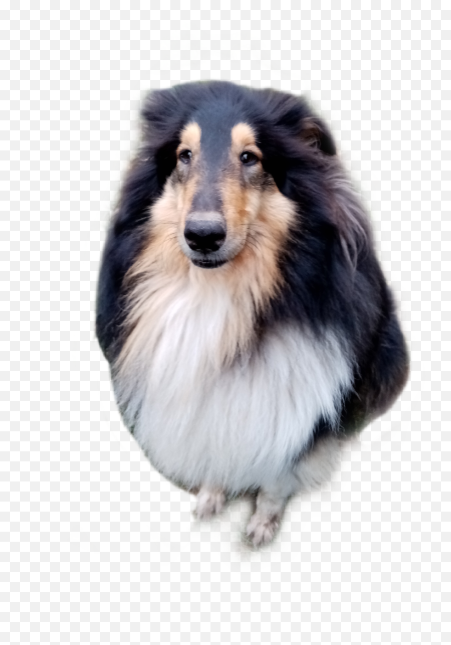 The Most Edited - Rough Collie Emoji,Sheltie Emoji