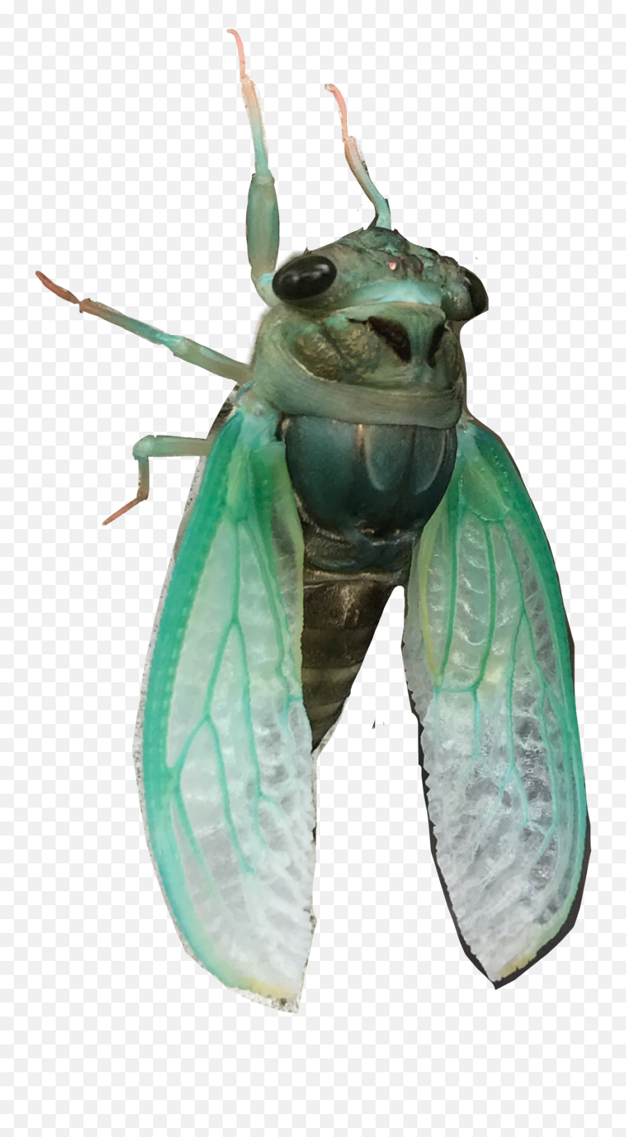 The Most Edited - Parasitism Emoji,Cicada Emoji