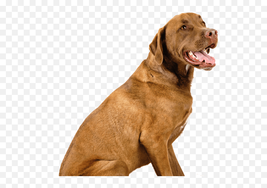 Dog Food Calculator - Martingale Emoji,Caucasian Mountain Shepherd Puppy Emoticon