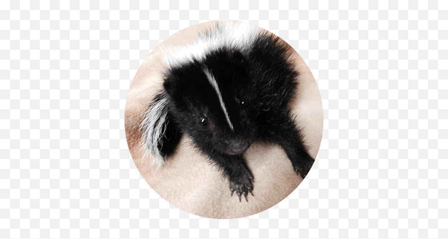 Found An Animal - All Things Wild Rehabilitation Striped Skunk Emoji,Wildlife Emojis Discord