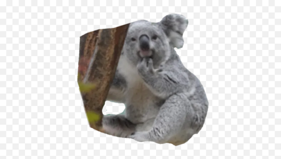 Koala By Jhnl - Sticker Maker For Whatsapp Emoji,Koala Emoji Pack