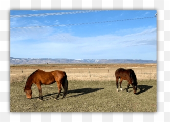 Spring Blessings New Life Old Farm Emoji,Drum Roll Smiley Emoticon