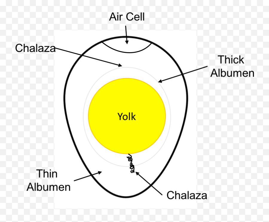 Egg Composition U2014 The Culinary Pro Emoji,Egg Text Emoji