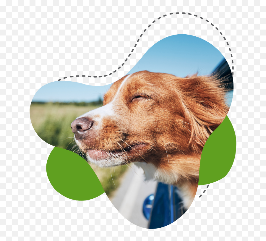 Vet Clinic Near You - Closest Veterinary Clinic Open Now Emoji,Kindness/appreciation Emoji