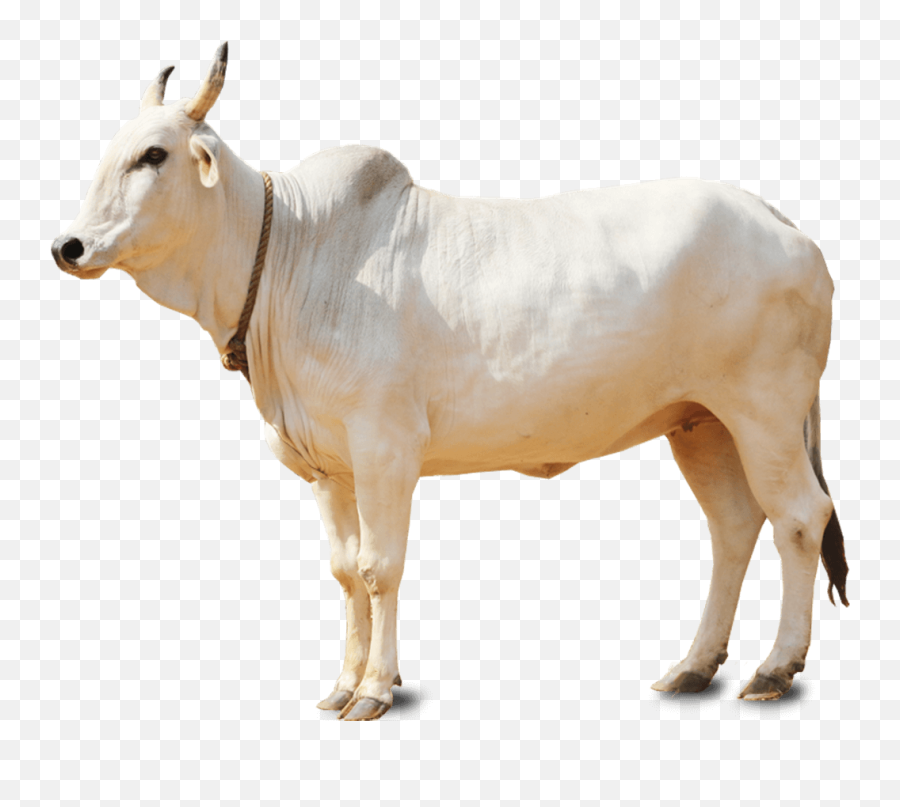 Cow Clipart Cow Indian Cow Cow Indian - Omkareshwar Temple Emoji,Holy Cow Emoji