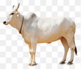 Cow Clipart Cow Indian Cow Cow Indian - Omkareshwar Temple Emoji,Holy Cow Emoji