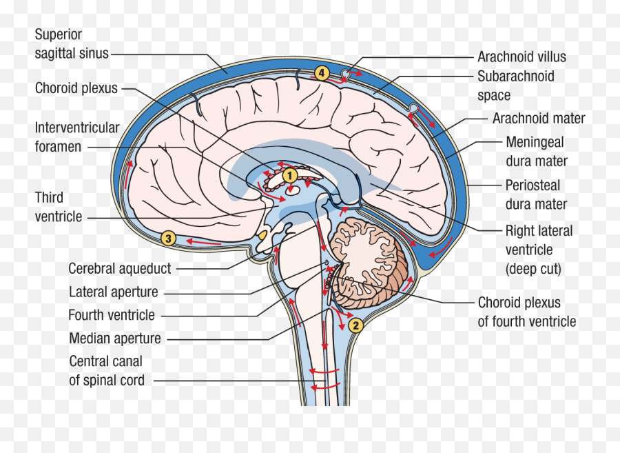 The Nervous System Springer Publishing - Vein Emoji,The Anatomy Of Emotions