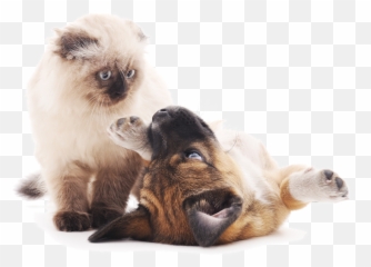 Dickinson Animal Hospital - Dog Emoji,Emotion Pets Playfuls