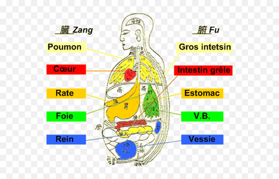 Formation Medecine Chinoise - Tcm Internal Organs Emoji,Meridien Vessie Emotion