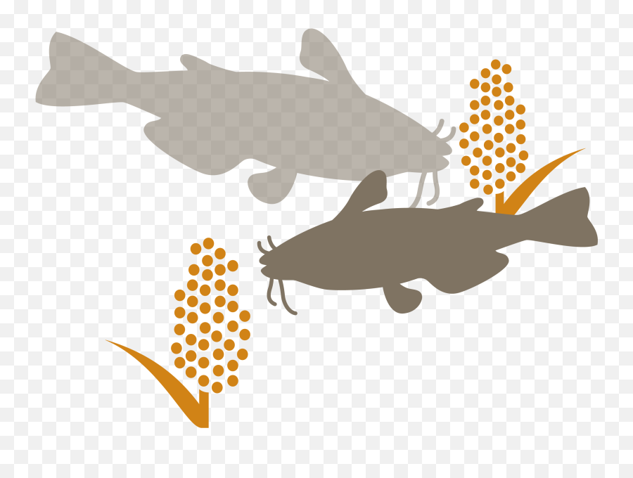 Catfish Fillets In Vietnam - Fodder Clipart Full Size Transparent Aquaculture Emoji,Flag Fish Fries Emoji