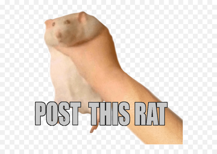Post This X Know Your Meme - Post This Rat Gif Emoji,Gif Starcraft Emoji