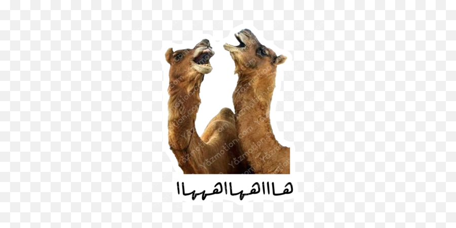 Yazmotion - Animal Figure Emoji,Emotion Camel