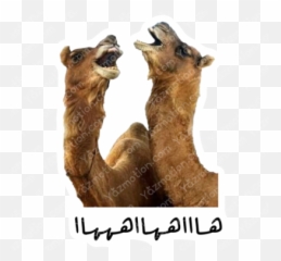 Yazmotion - Animal Figure Emoji,Emotion Camel