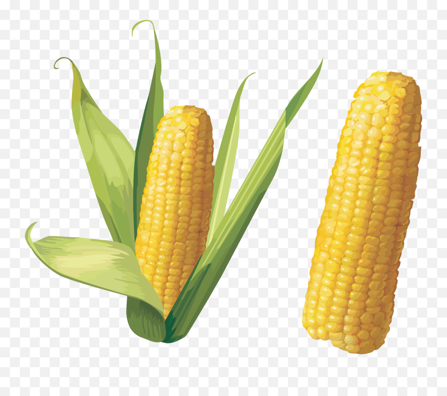 Plant Clipart Corn Plant Corn Transparent Free For Download Emoji,Corn Emoji