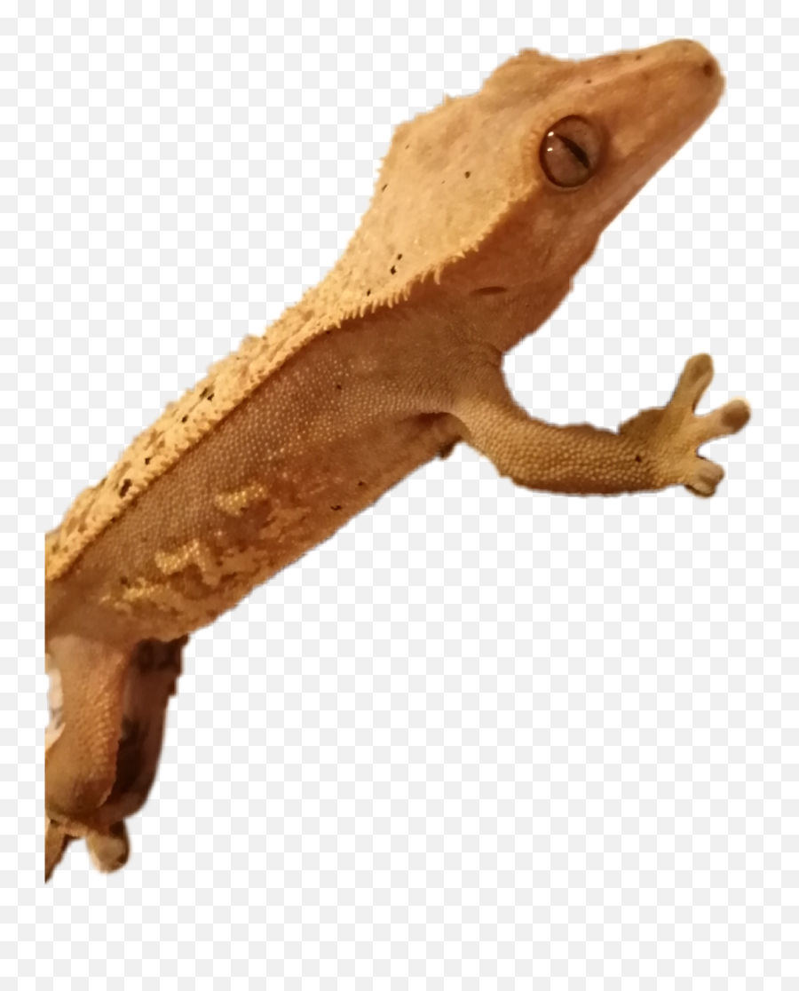 The Most Edited Crestedgecko Picsart - Animal Figure Emoji,What Does Color Say About Crested Geckos Emotion