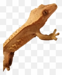 The Most Edited Crestedgecko Picsart - Animal Figure Emoji,What Does Color Say About Crested Geckos Emotion