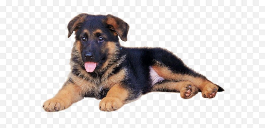 Sparer German Shepherds - German Shepherd Puppies Png Emoji,Caucasian Mountain Shepherd Puppy Emoticon