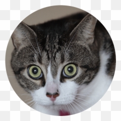Meet The Animals U2014 Goronson Farm Emoji,Emotions For Kids Cats