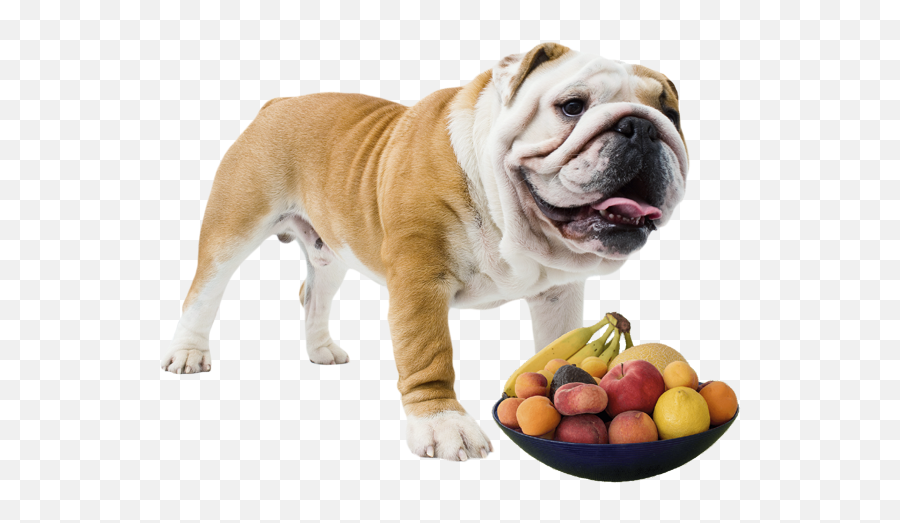 Fruits And Vegetables Baggy Bulldogs - Bull Dog Eating Emoji,Skype Dog Emoji