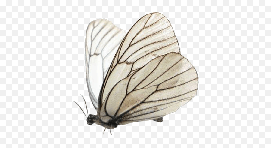 Butterfly Whatsapp Whatsappemoji Emojis Aesthetic Niche Png - White,Aesthetic Emojis On Pictures