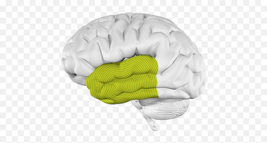 Music And The Brain What Happens When Youu0027re Listening To Music - Dunk Emoji,Human Brain Diagram Emotions