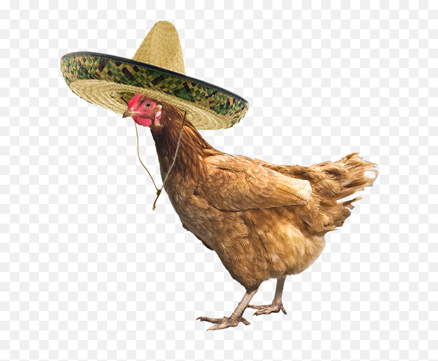 Chicken In A Sombrero Gif - Nattu Kozhi Png Emoji,Chicken Peppermint Emoji