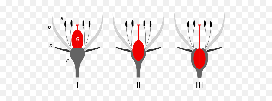 What Is A Receptacle In Plants - Half Inferior Ovary Emoji,Plant Emotions Mythbusters