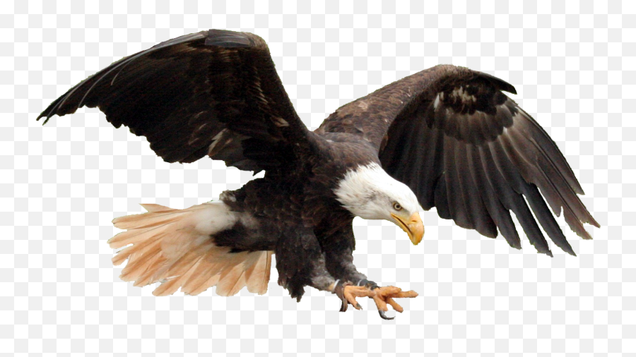 Pin On Photoshops - Bald Eagle Emoji,Bald Eagle Emoji