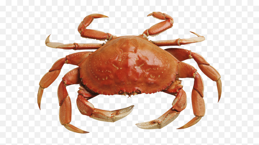 Crab Png Images - Crab Png Transparent Emoji,Crab Emoticon