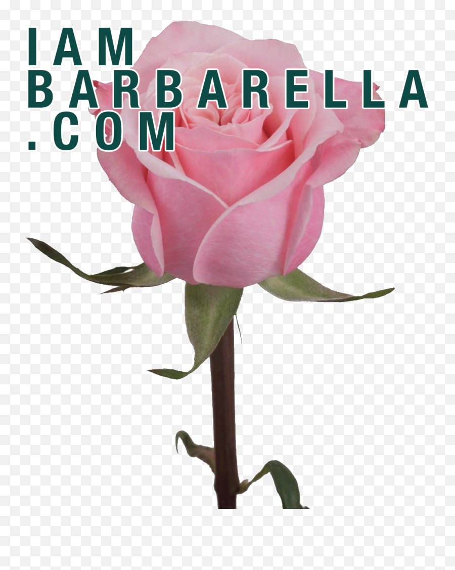 Pink Rose Aob Sticker By Barbarella For Ios Android Giphy - Girly Emoji,Rose Emoji Android
