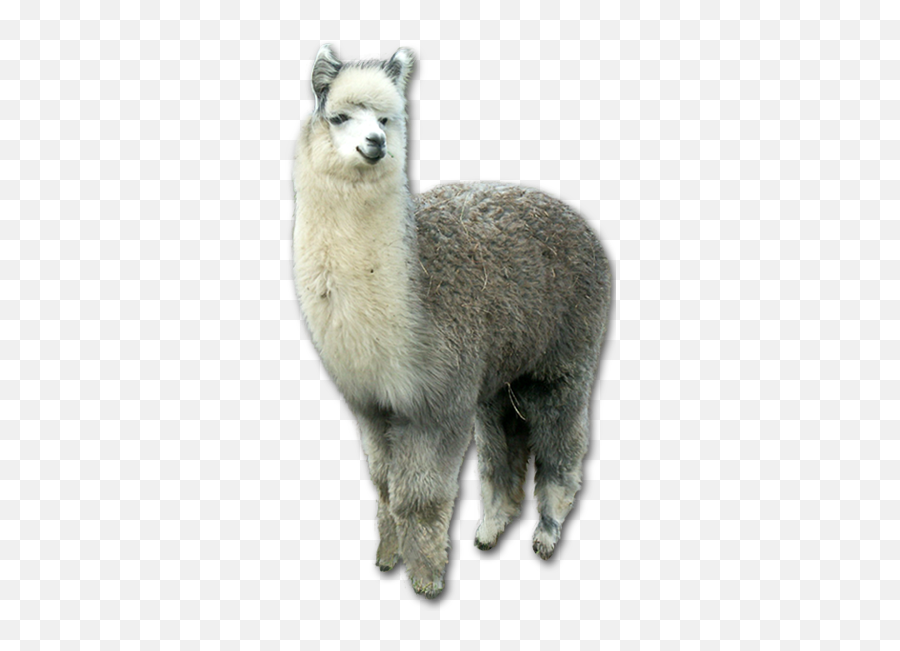 Lama Png U0026 Free Lamapng Transparent Images 123329 - Pngio Emoji,Fortnite Llama Emoji