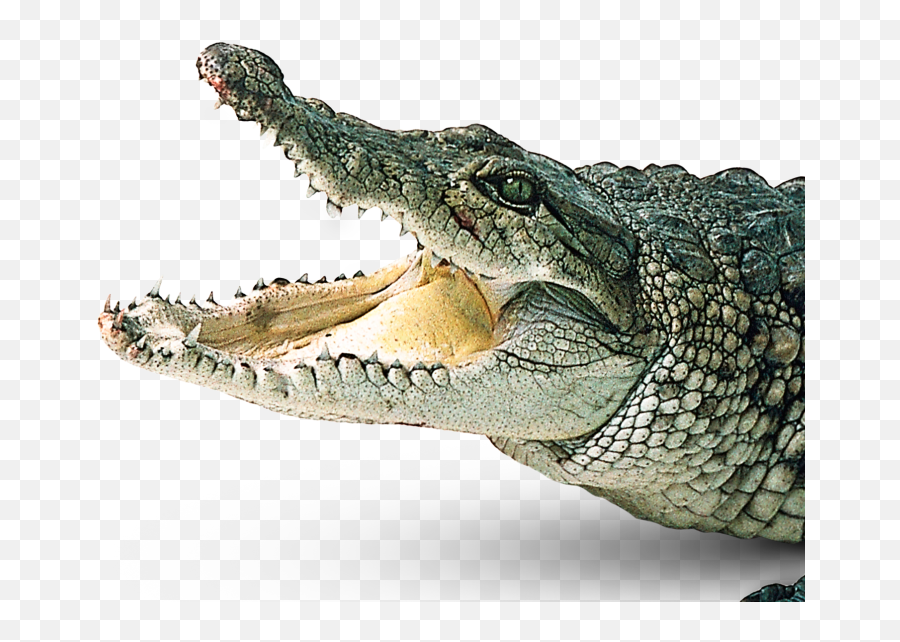 Crocodile Png Images Free Download - Transparent Background Alligator Png Emoji,Android Alligator Emoji